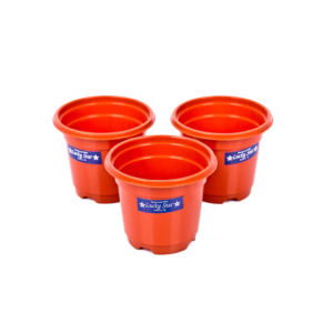 Lucky Star - Pot Bunga Bibit 10 cm
