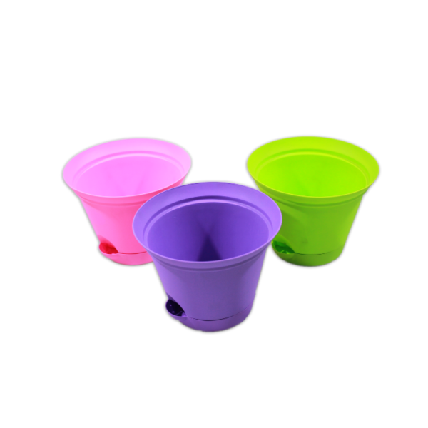 Lucky Star - Pot Bunga Chrysan - Image 2
