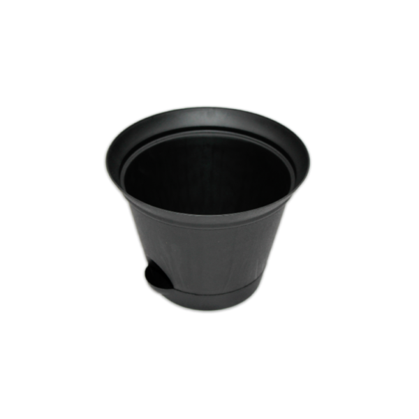 Lucky Star - Pot Bunga Chrysan - Image 4